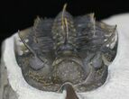 Stunning Trident Walliserops Trilobite - #18619-5